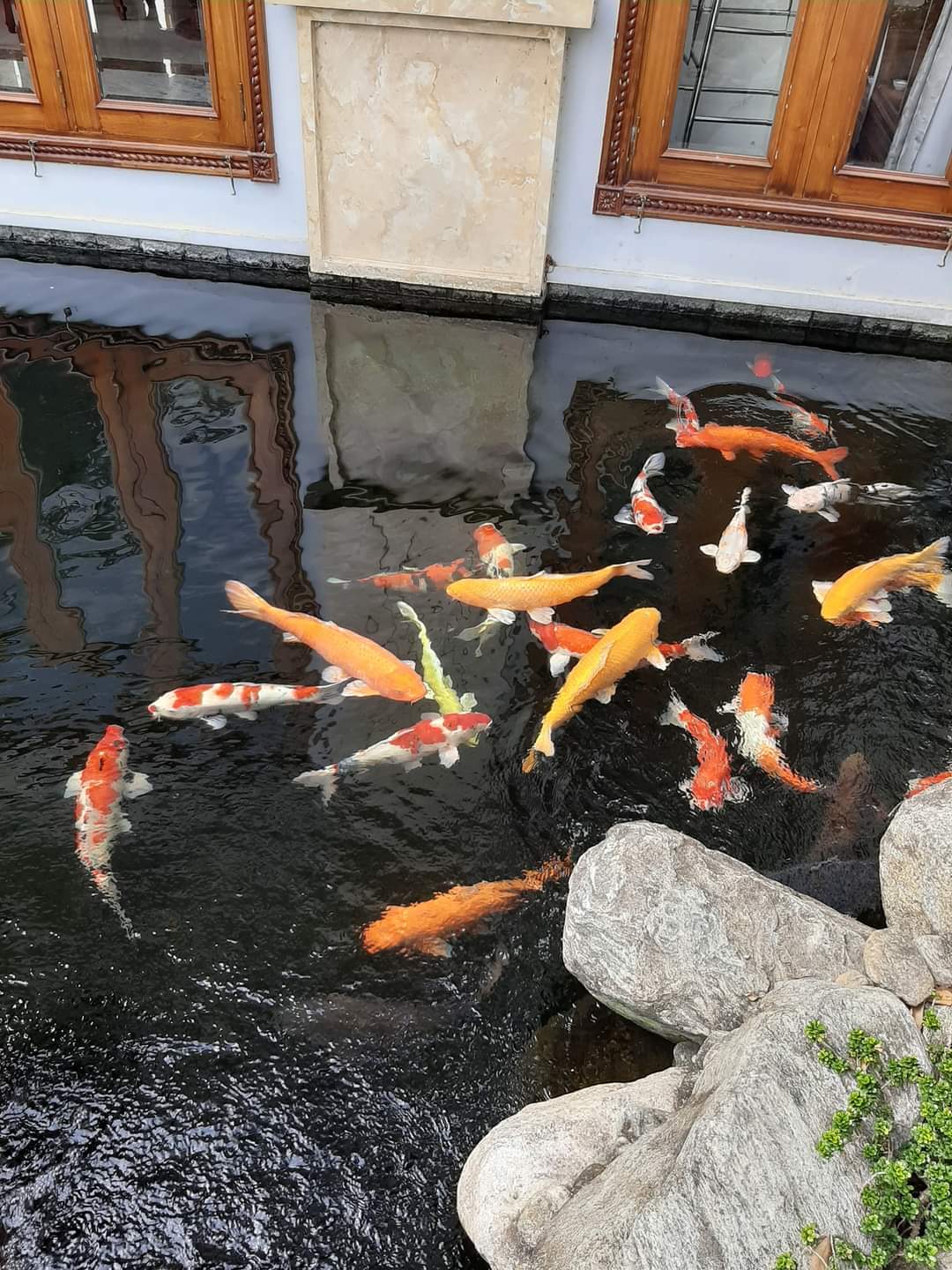 Ho Ca Koi - Binh Duong (1)