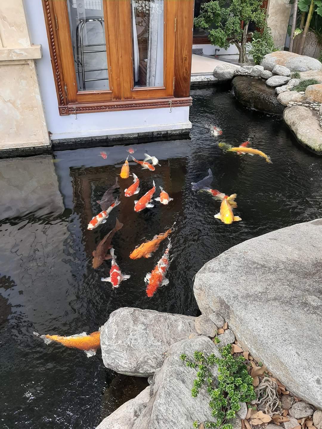 Ho Ca Koi - Binh Duong (2)