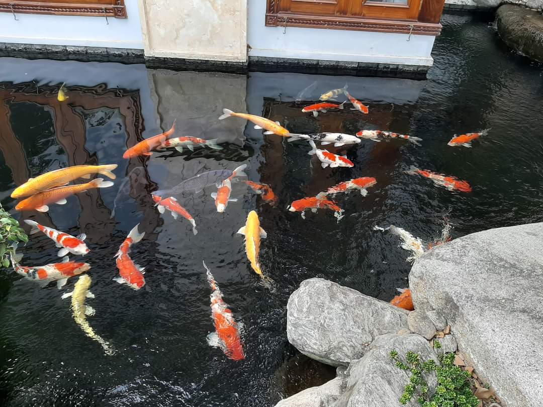 Ho Ca Koi - Binh Duong (4)