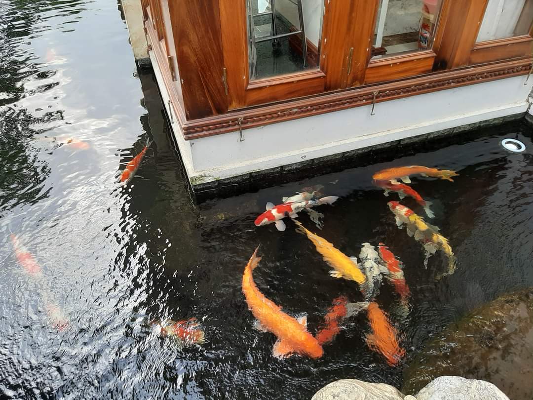Ho Ca Koi - Binh Duong (5)